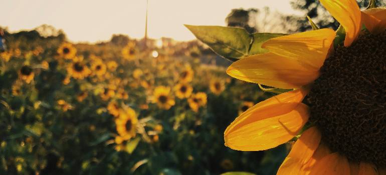 5 fun things to do in Mason OH this spring 3 Sunflowers blooming in a field in Mason